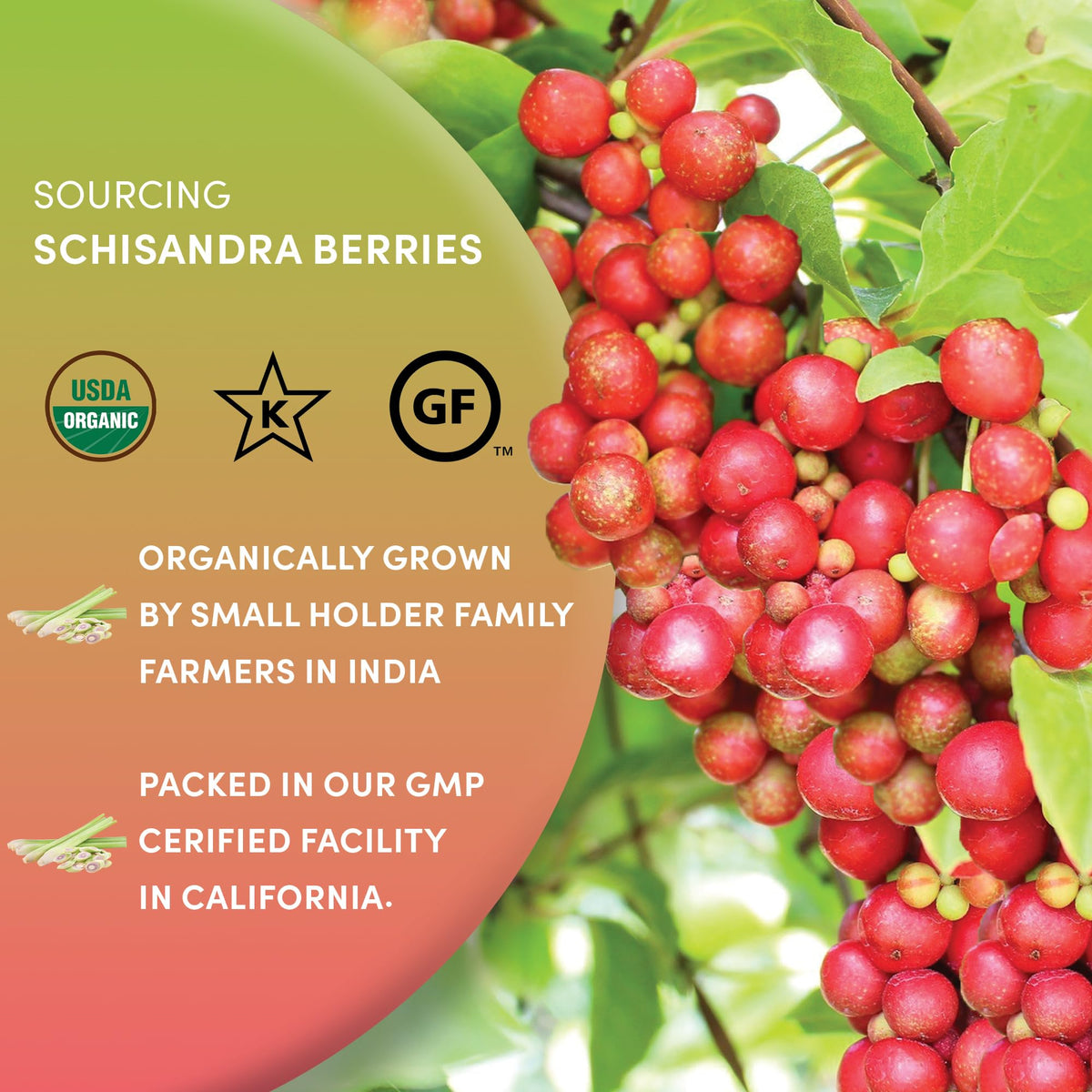 Worldwide Botanicals Schisandra berries soup broth addition adds depth of savor