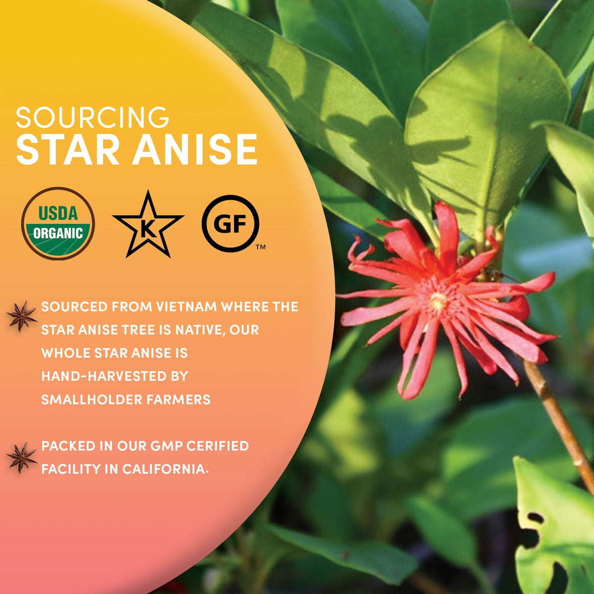 Worldwide Botanicals star anise in potpourri adds beauty and a subtle fragrance