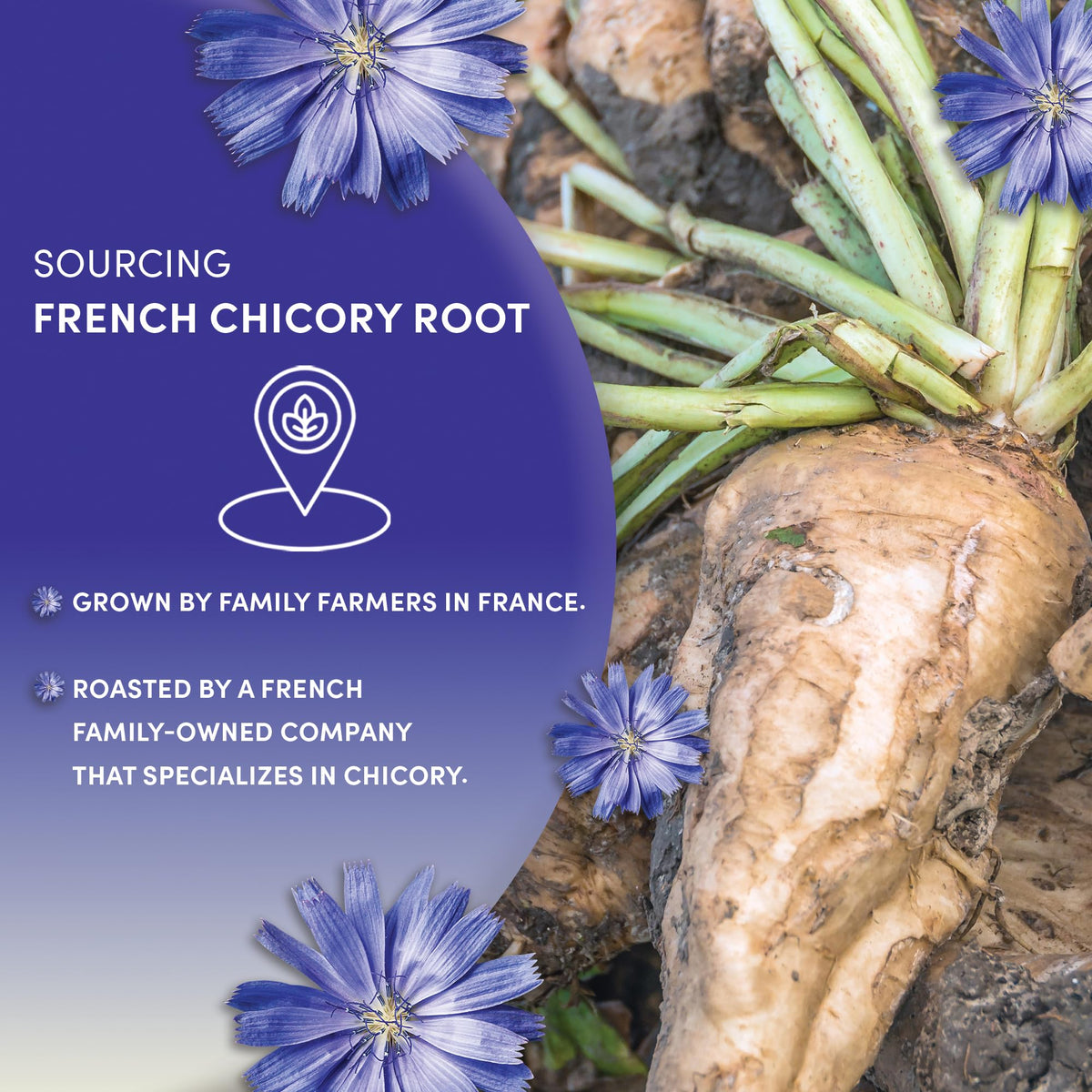 Worldwide Botanicals chicory root sustainably harvested in Northern France.