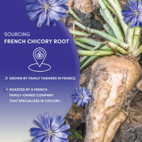 Worldwide Botanicals chicory root sustainably harvested in Northern France.