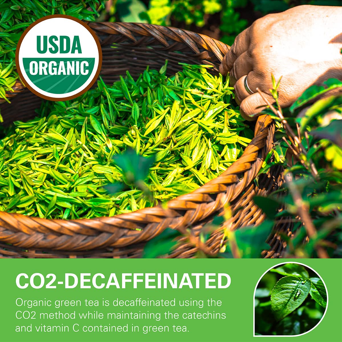 WT WEETEE decaf green tea bags in resealable kraft bag for freshness.