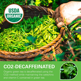 WT WEETEE decaf green tea bags in resealable kraft bag for freshness.