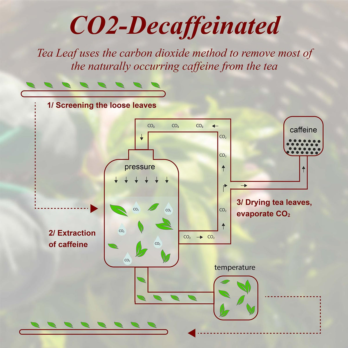 WT WEETEE CO2 decaffeination process preserves bold notes for a smooth cup