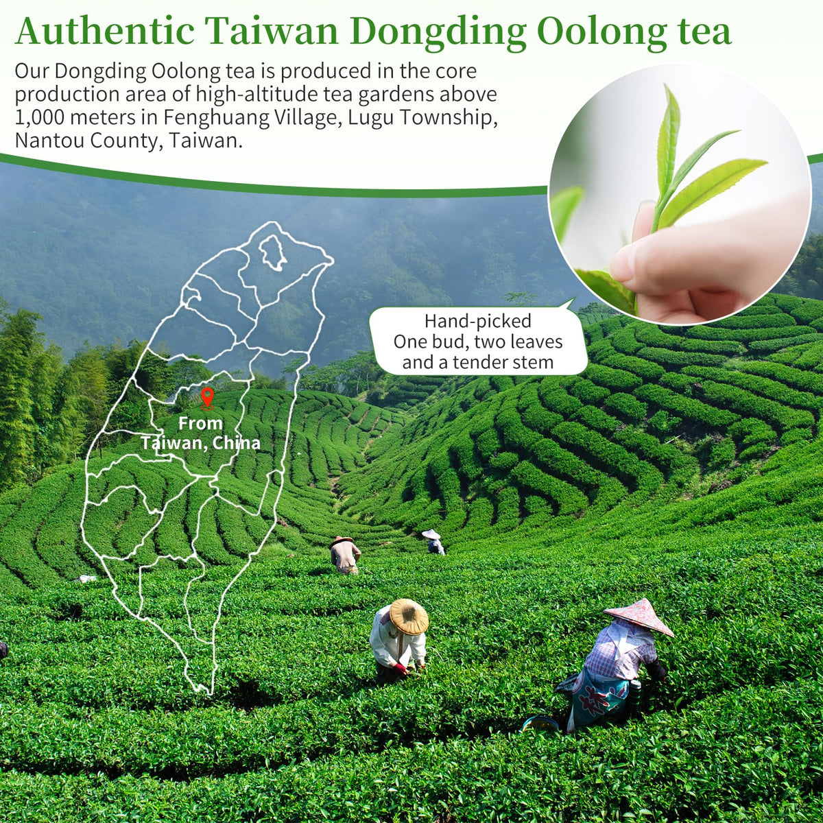 XIXICHA Dongding traditional can packaging showcasing gift-ready presentation and preserved freshness.