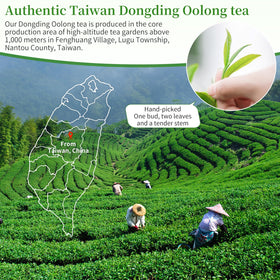 XIXICHA Dongding traditional can packaging showcasing gift-ready presentation and preserved freshness.