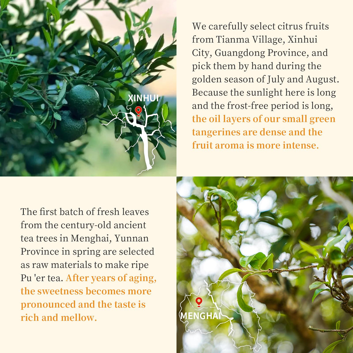 XIXICHA Small green tangerine Pu-erh on display, ideal for mindful tea rituals.
