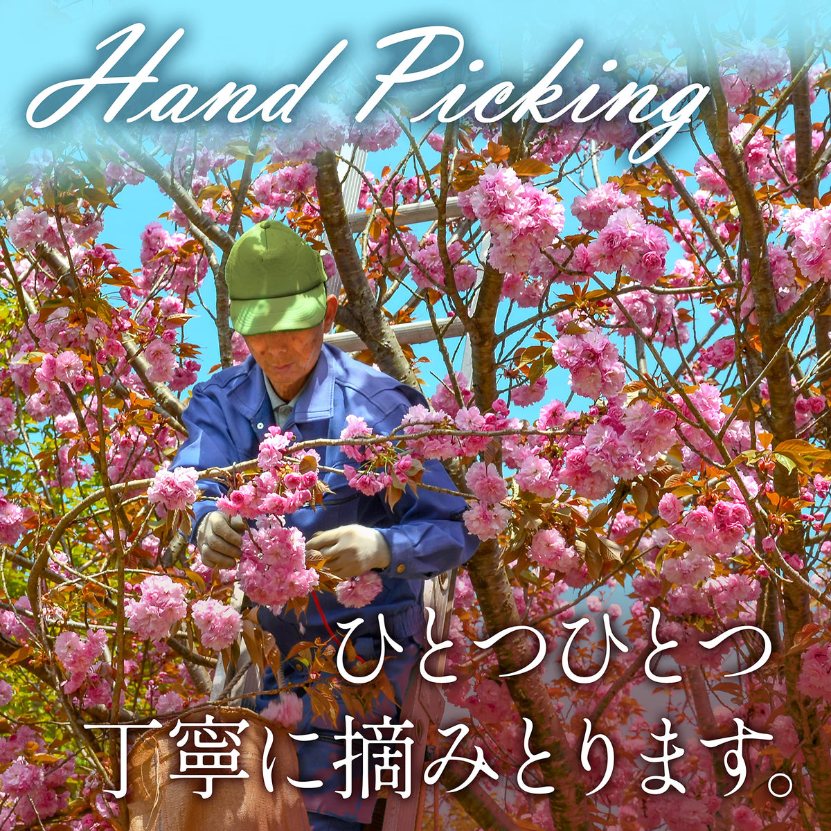 YAMASAN KYOTO UJI Sakura powder as bento decoration adds charm without overpowering.