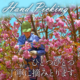 YAMASAN KYOTO UJI Sakura powder as bento decoration adds charm without overpowering.