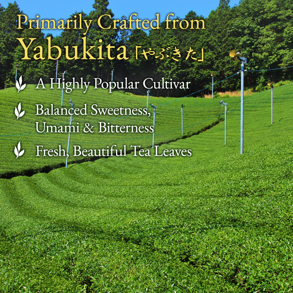 YAMASAN KYOTO UJI sencha brewed color, vibrant yellow-green hue in the cup.