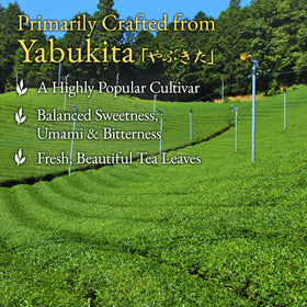 YAMASAN KYOTO UJI sencha brewed color, vibrant yellow-green hue in the cup.