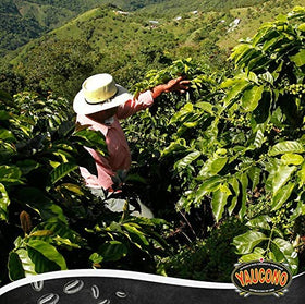 14-ounce Yaucono bag ready for rapid brewing sessions.