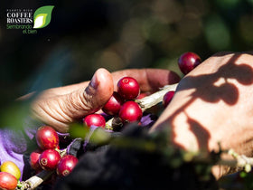 Steaming Yaucono brew in a cup inviting a comforting morning ritual.