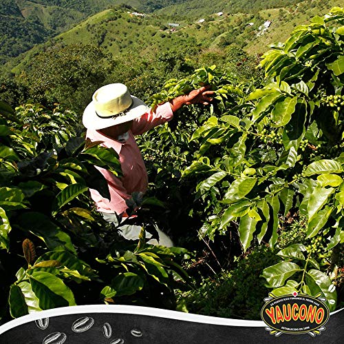 Yaucono even roast color indicating careful, consistent roasting.