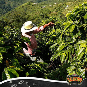 Yaucono grounds pour-over setup: smooth extraction for balanced flavor.