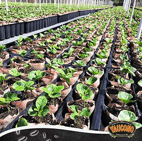Yaucono hand-picked beans on a surface reflect careful selection.
