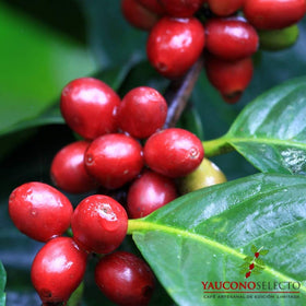 Yaucono Selecto bag containing 100 percent Arabica beans with superior aroma.