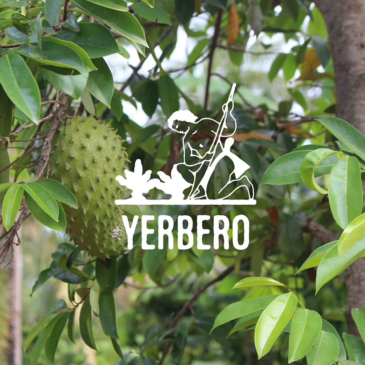 Yerbero leaves ready for refreshing cold infusion in the refrigerator