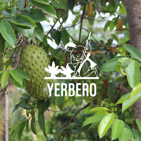 Yerbero leaves ready for refreshing cold infusion in the refrigerator