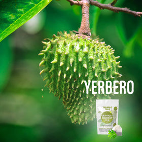 Yerbero dried graviola leaves vacuum-sealed to preserve freshness and flavor