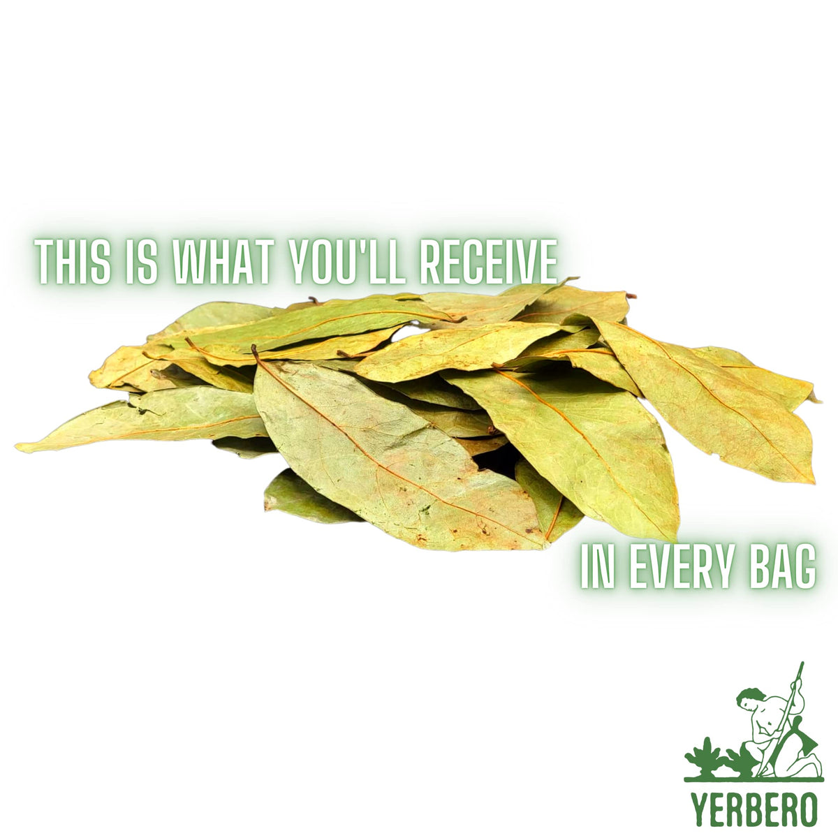 Yerbero whole wildcrafted soursop leaves offer natural aroma for infusion