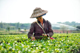 Yim Tea Co Thai tea ideal for hot, iced beverages and boba recipes.