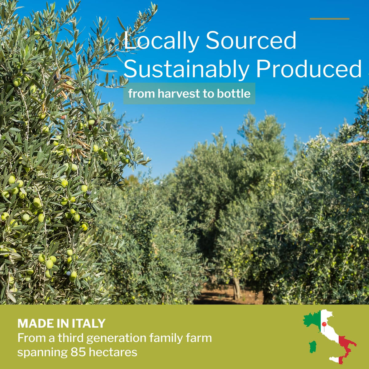 Yolioo early harvest olives from Tuscany for premium flavor.