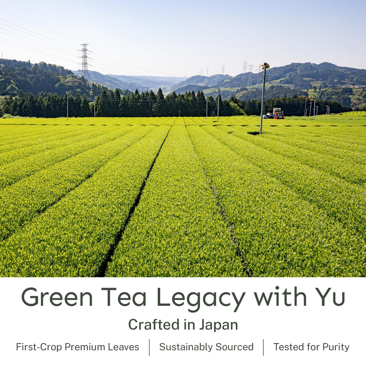Hot brew with Yu Tea at just below 165°F reveals grassy notes.