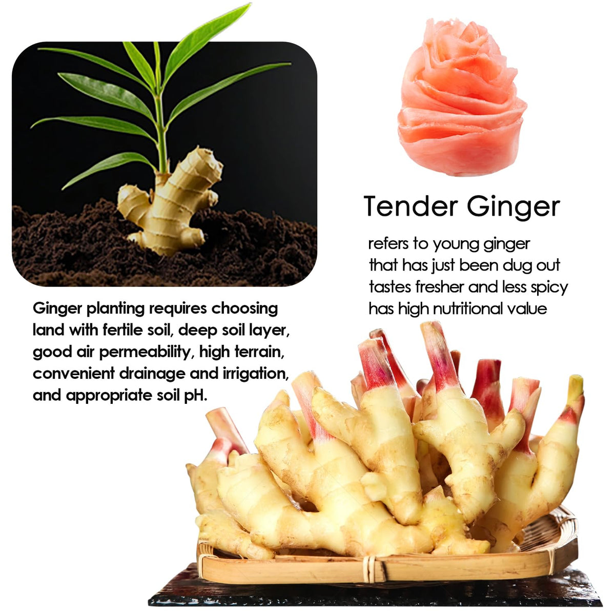 YUHO sushi ginger offers mild tang and natural sweetness beside sushi.