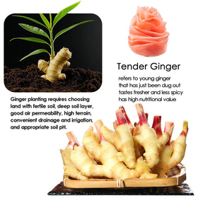 YUHO sushi ginger offers mild tang and natural sweetness beside sushi.
