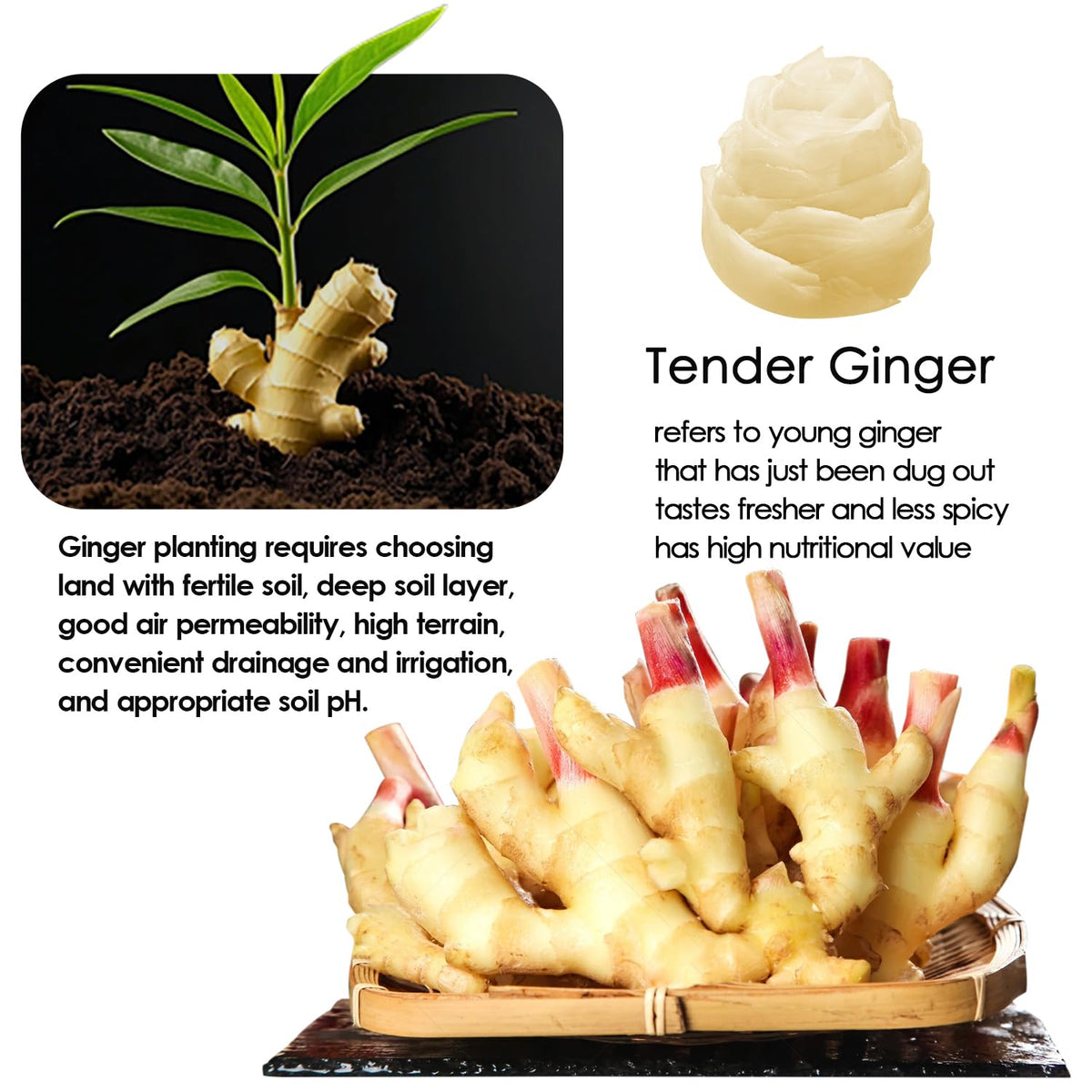 YUHO sushi ginger pairings with sashimi; enhances flavor balance without overpowering fish