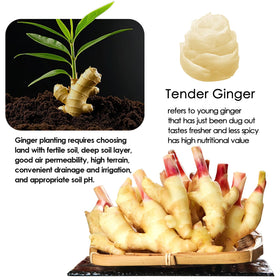 YUHO sushi ginger pairings with sashimi; enhances flavor balance without overpowering fish