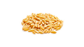 Yupik Kamut grains in a bowl with nutty aroma and fiber boost.