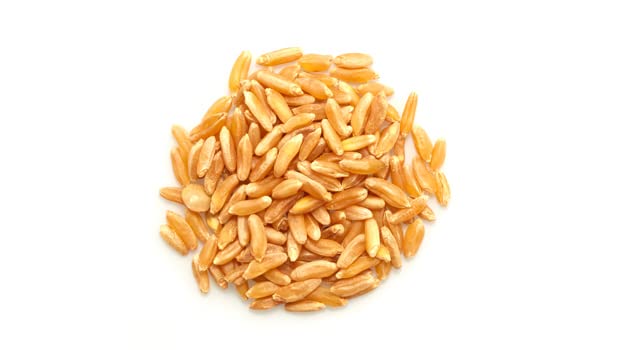 Yupik Kamut grains soaking to shorten cooking time and prep.