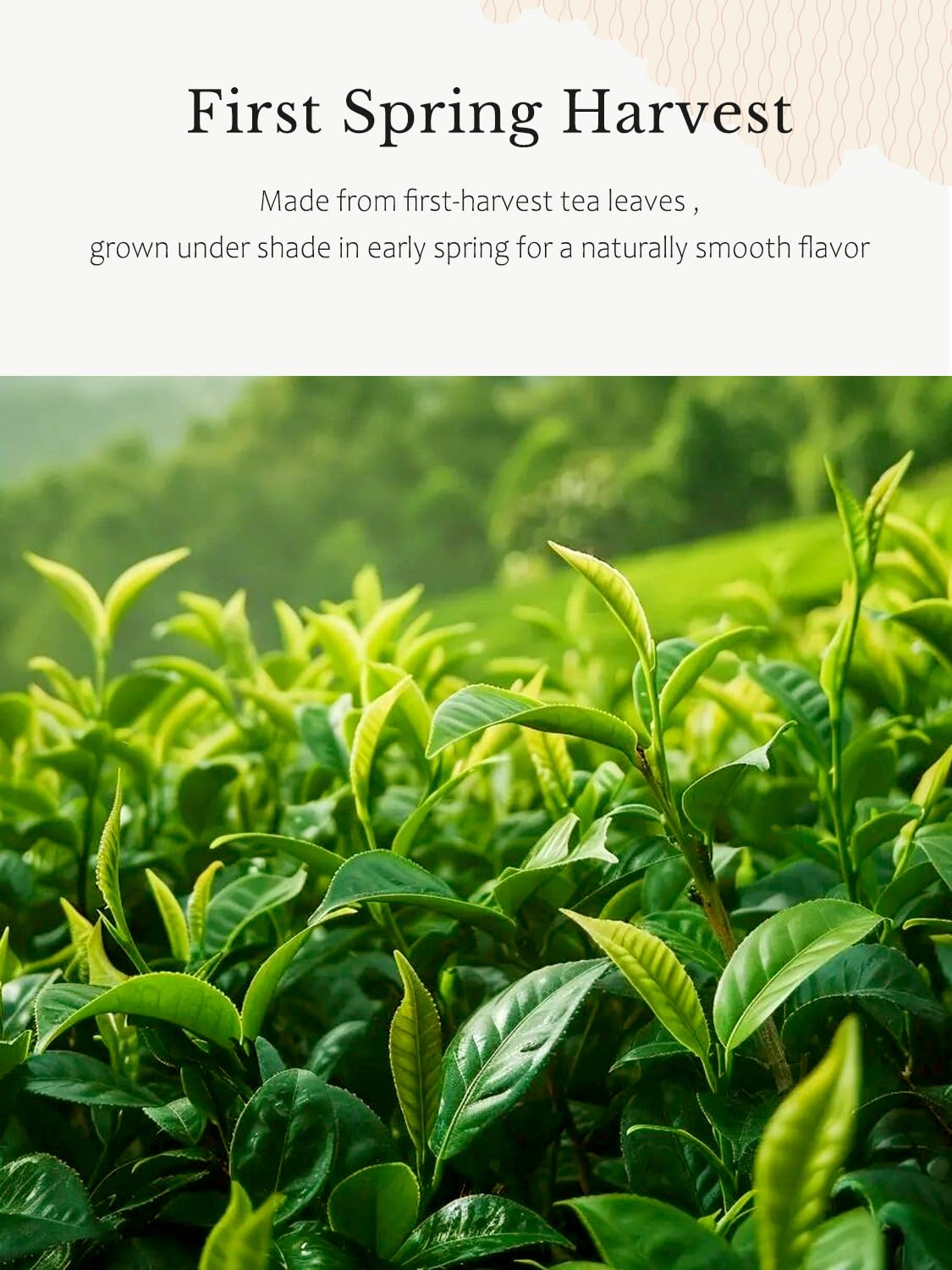 YUZUKI first harvest leaves illustrating spring harvest and refined flavor.