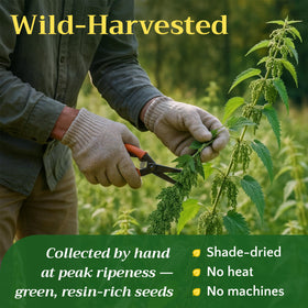 Zemlyana nettle seeds harvest field scene for wildcrafted quality