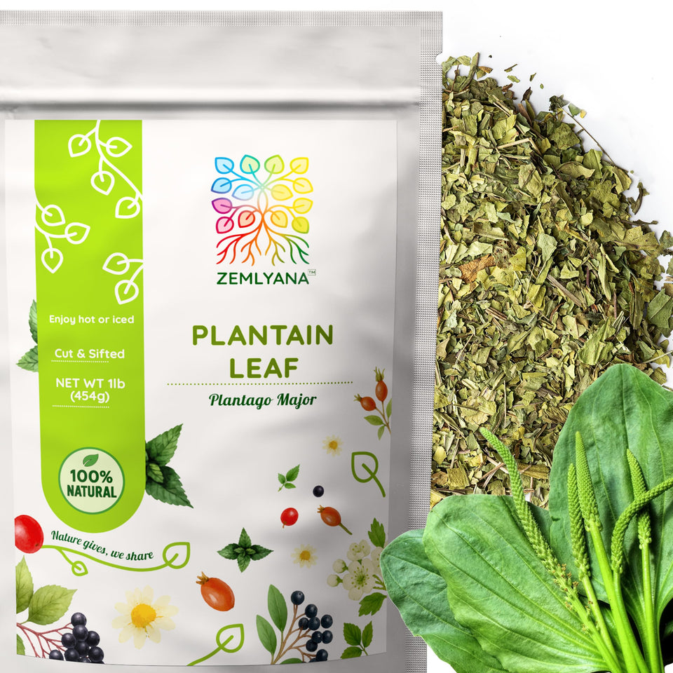 Zemlyana Plantain Leaf cut and sifted for easy measuring and quick steeping