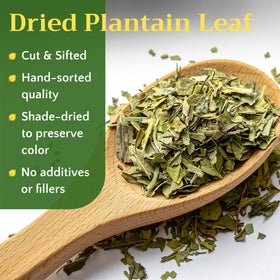 Zemlyana Plantain Leaf wild-harvested leaves ready for daily herbal teas