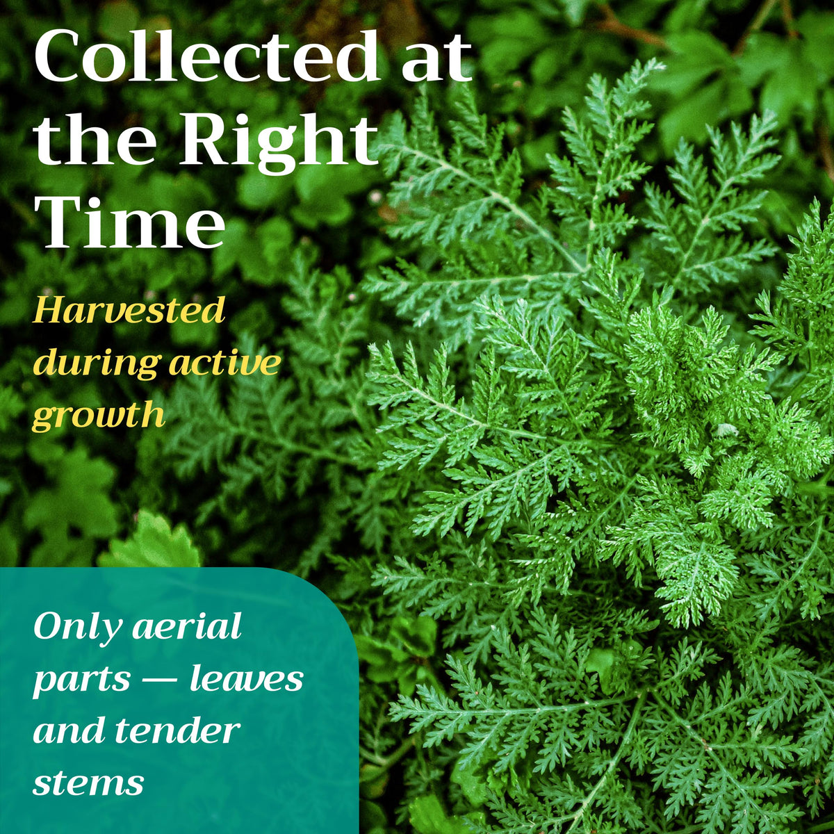 ZEMLYANA Sweet Wormwood tea: measuring spoon beside the dried herb for precise portions.