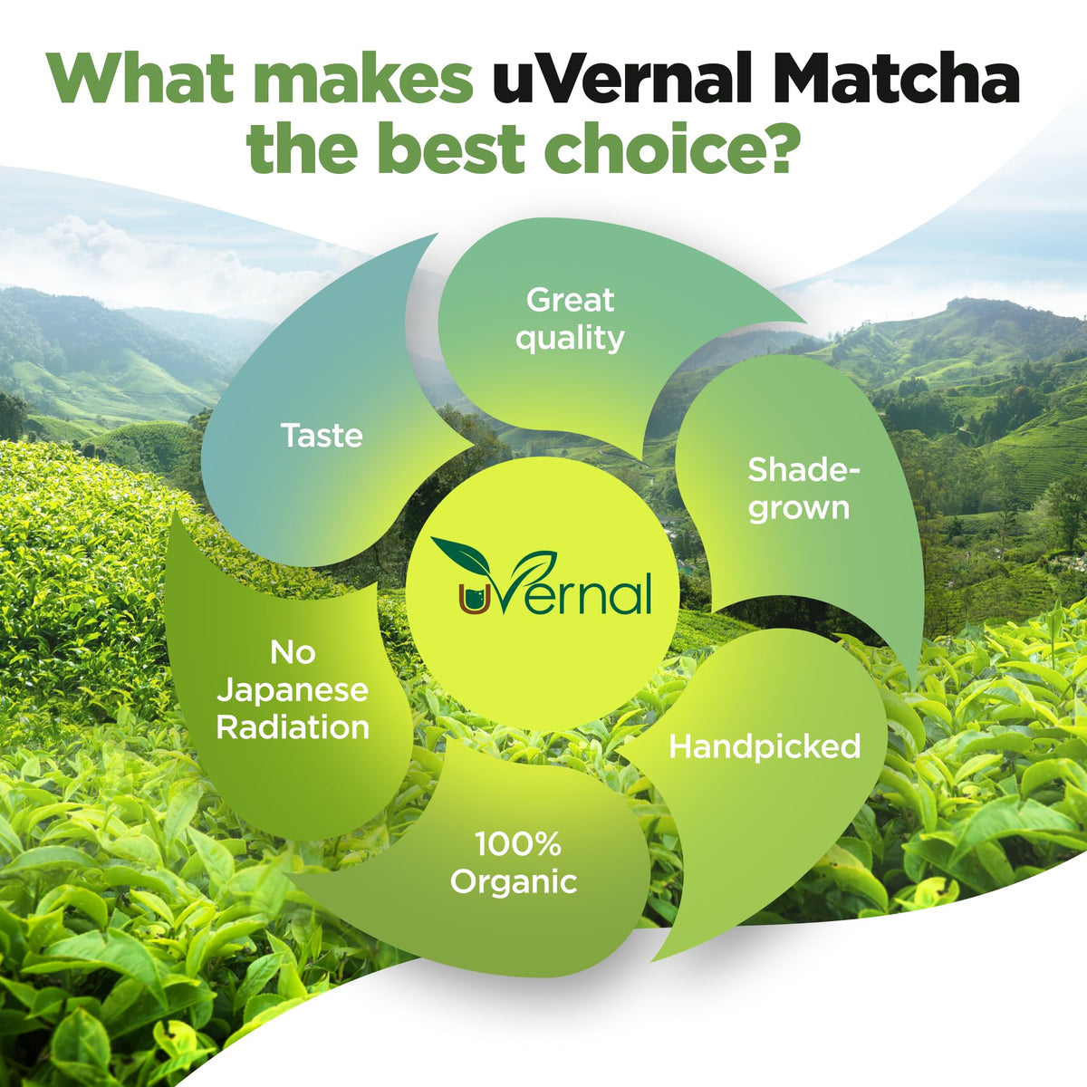 Zen Tea Leaf matcha smoothie blend highlighting natural sweetness and balanced focus.