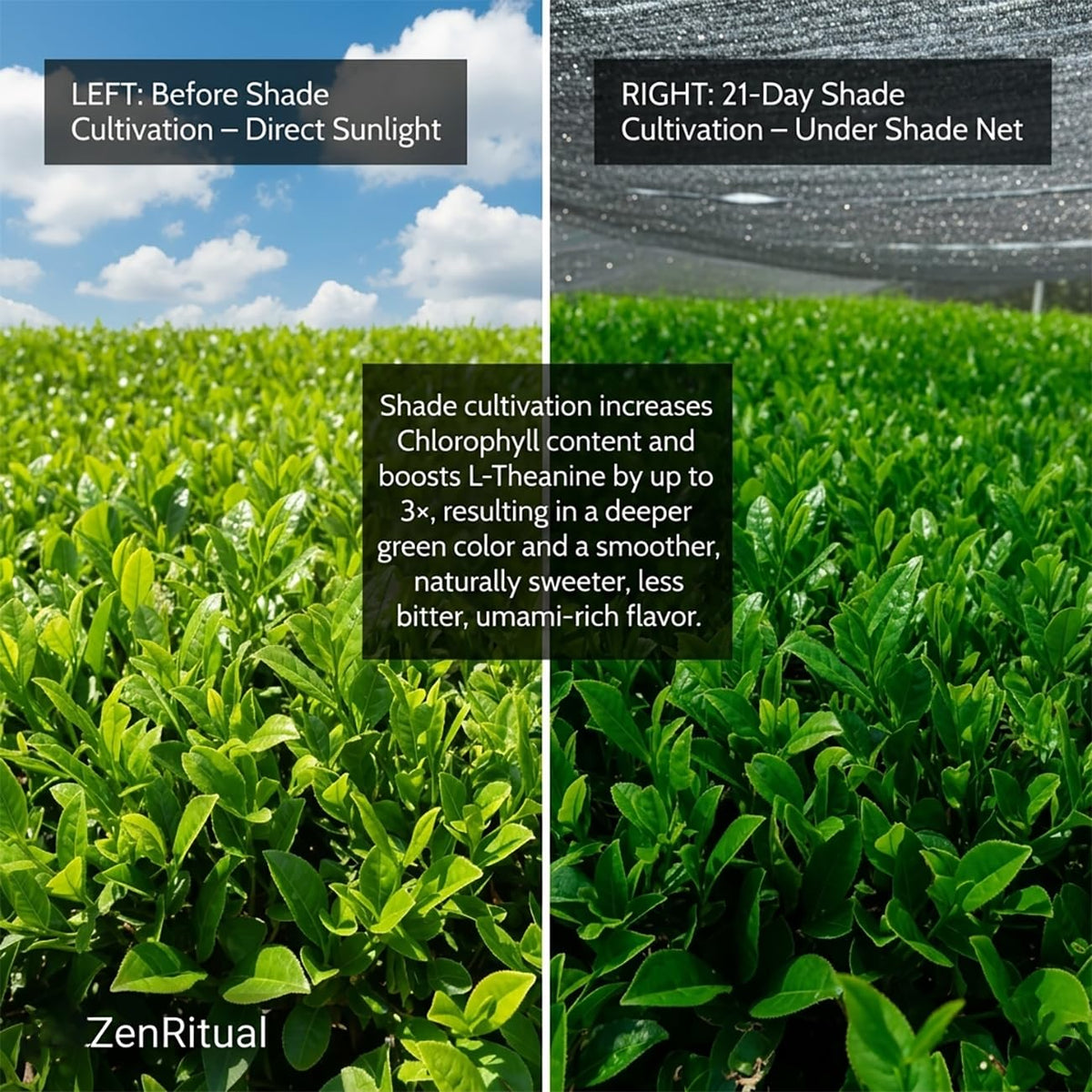 ZenRitual lab certification badge confirms organic, pure ingredients