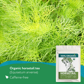 Loose organic horsetail herb ready for infusion by Zhivana Organics