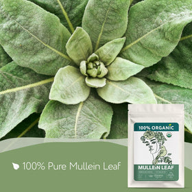 Zhivana Organics dried mullein leaves with fluffy texture ready for gentle brews.