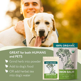 Zhivana Organics hand-picked lemon balm leaves from Ukraine showcasing freshness.