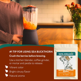 Zhivana Organics harvest hand-picking sea buckthorn berries, sustainable source