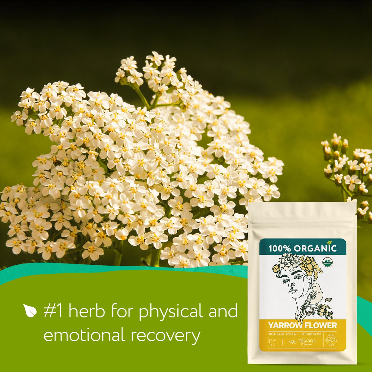 Zhivana Organics Yarrow Tea cup steam illustrates relaxing ritual after a long day.